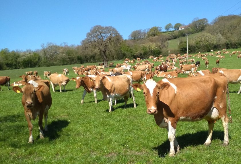 The farm has invested in a new milking parlour to improve production and modernise the milking process