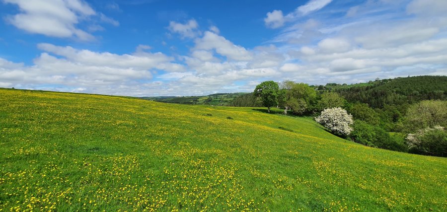 The buttercups and other flowers in the meadows are doing wonders for the pollinators