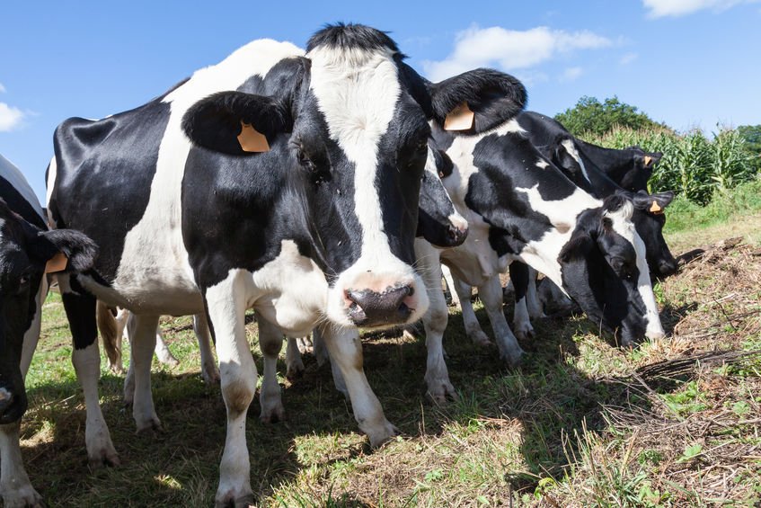 A bTB-free farm in Hertfordshire has commenced the first phase of the trials