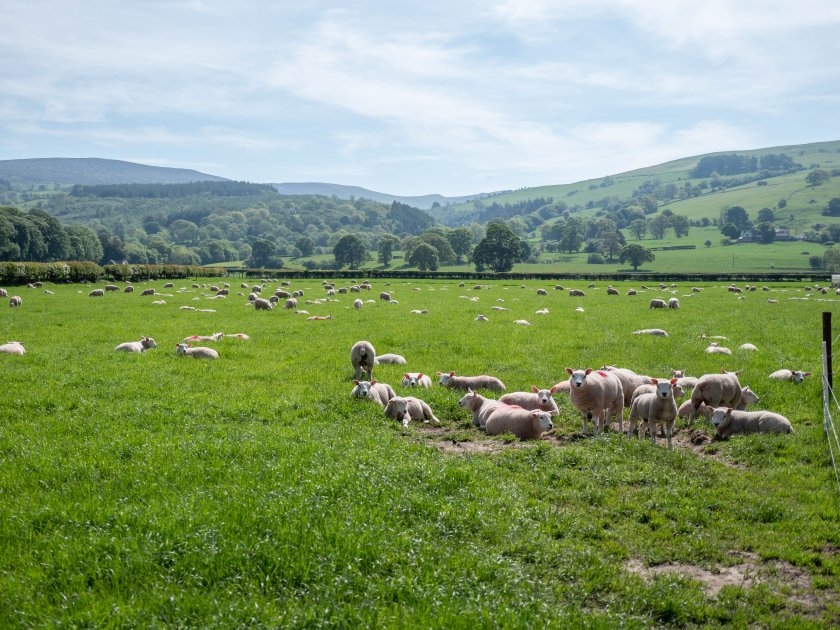 Some farmers are diversifying in order to keep their businesses afloat following Brexit