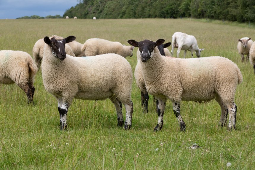 Sheep sector groups have sent a united message on the use of newer wormer actives