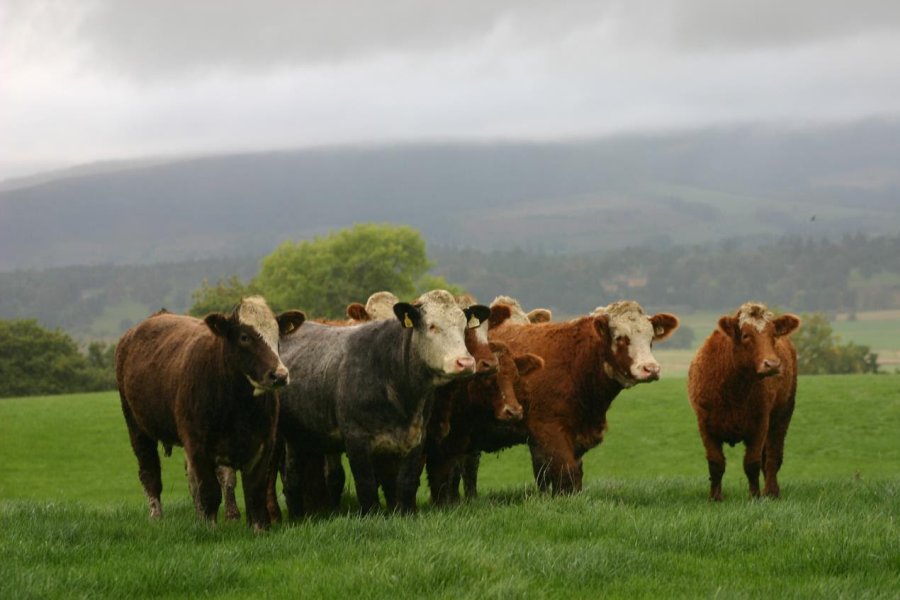 The calculator aims to develop farmers' understanding of the rotational grazing principles