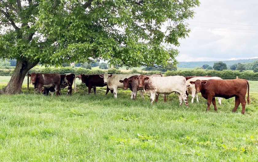 The Upsall herd of pedigree Beef Shorthorn cattle was established over 110 years ago