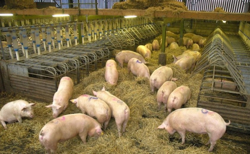 The trial established 8 new ammonia emission factors for a specific and representative range of pig housing types