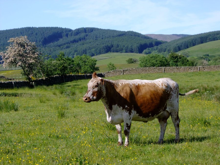 Conservators have worked hard breeding and registering rare breeds, such as Irish Moiled cattle