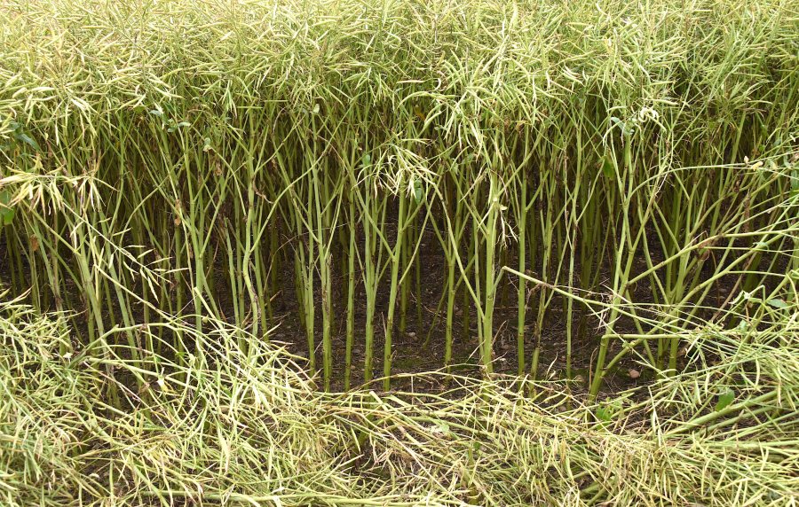 New oilseed rape hybrid 'PT303' is able to stand firm against sclerotinia pressure