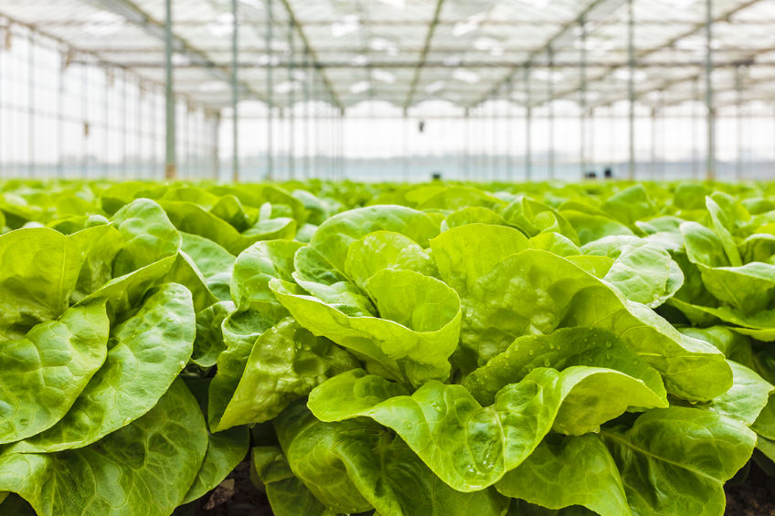 A commercial robotic solution could reduce lettuce harvesting labour requirements by around 50%