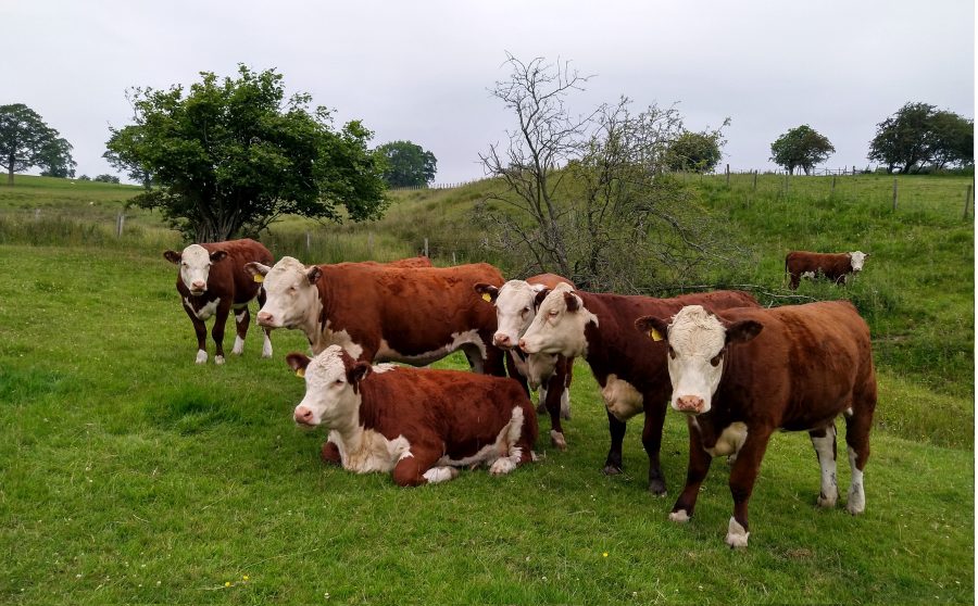 The native cattle reduction sale, at Skipton Auction Mart on 7 August, will comprise 49 head