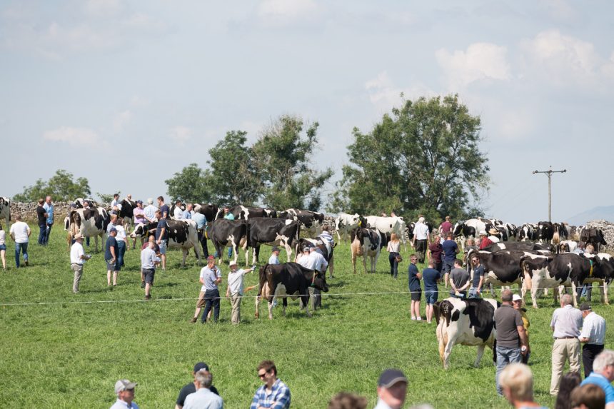 The 140-cow milking herd at Berry Holme Farm is nationally recognised for exceptional breeding