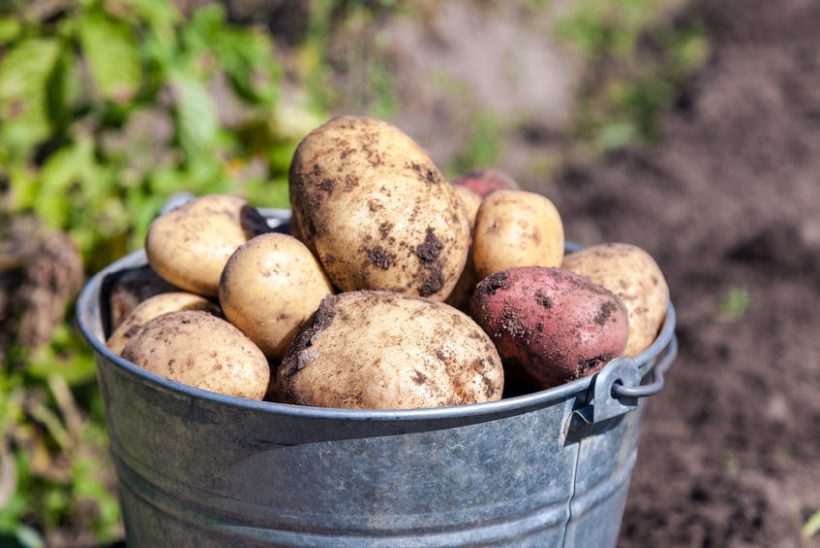 Splicing the gene FTO into potato and rice crops boosted their size and yield significantly, the study shows