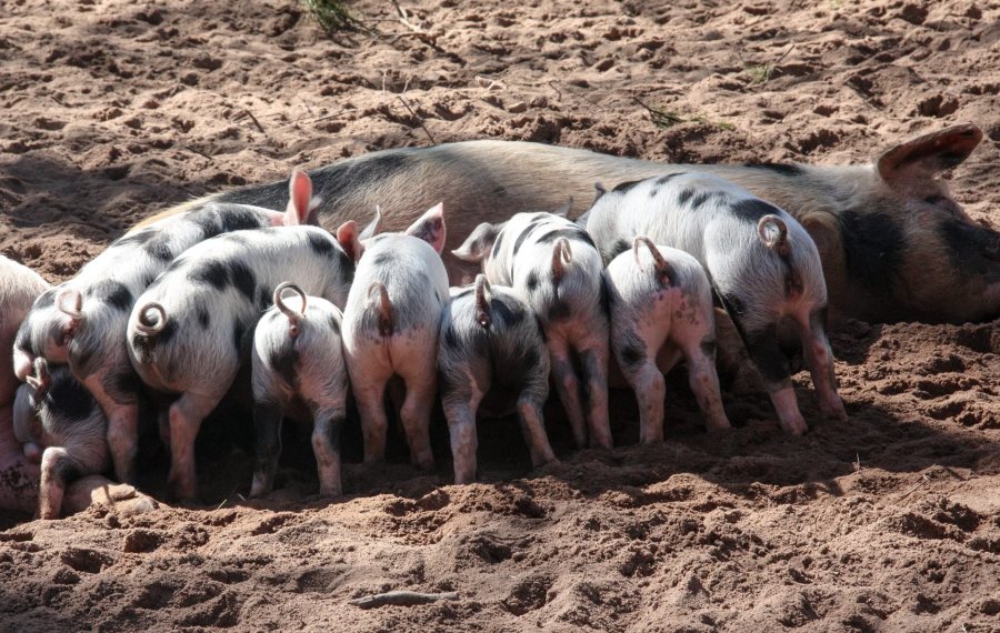 The grant helps pig producers in Wales promote their farming business and pork products