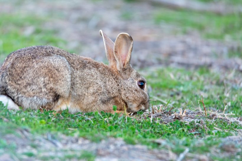 Invasive rabbits are causing severe damage to UK agricultural areas due to overgrazing, researchers say