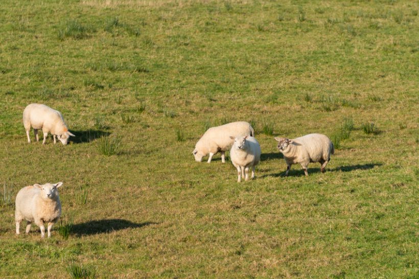 Sheep farmers across the UK have suffered an increase in worrying attacks by dogs over the past year