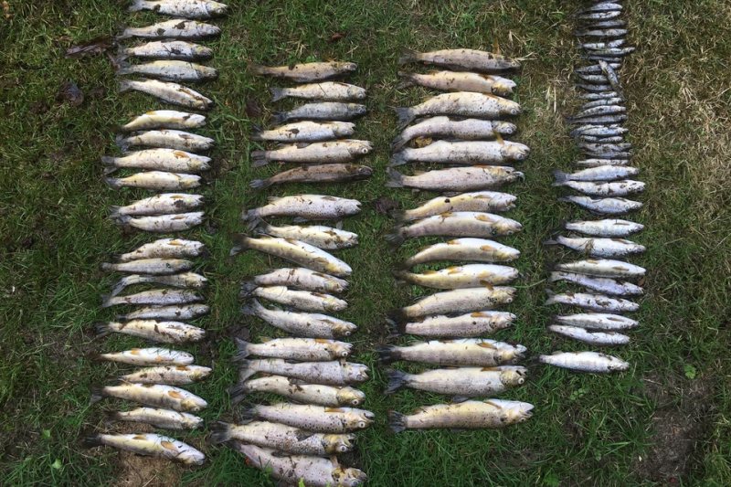 Officers recorded more than 15,000 dead fish, including salmon, brown trout and sea trout