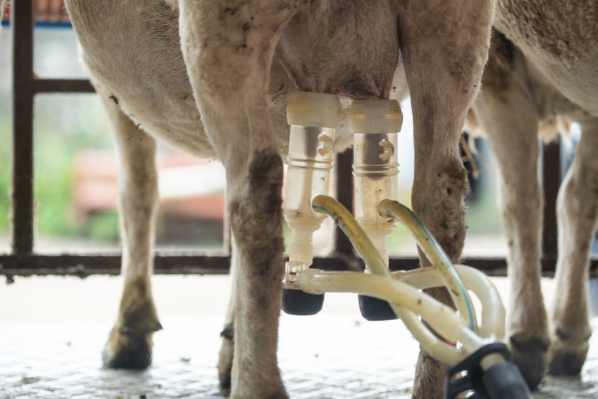 The study shows the potential impact that SCCs and chronic sub clinical infection could have on flock productivity