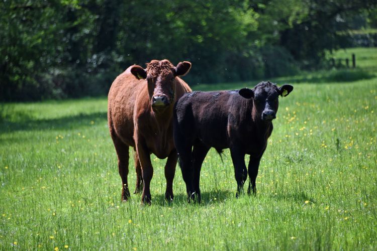 The project works with famers and their vets to promote proactive flock and herd health management