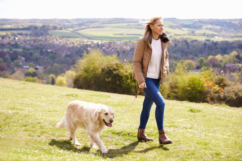 Farmers have noticed an increase in dog attacks on livestock over the last 18 months