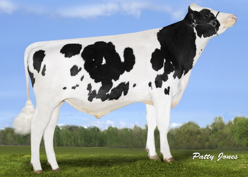 Yamaska is a high components sire, with Predicted Transmitting Abilities for fat of +0.22% and protein of +0.16%