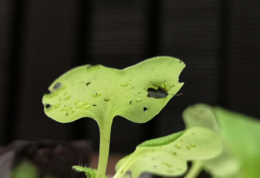 Researchers are looking at desperately needed solutions to tackle cabbage stem flea beetle