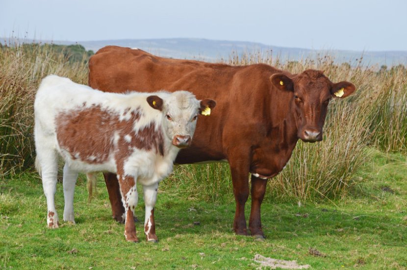 An 86% reduction in cattle and sheep numbers may be needed to hit the 2045 target in NI