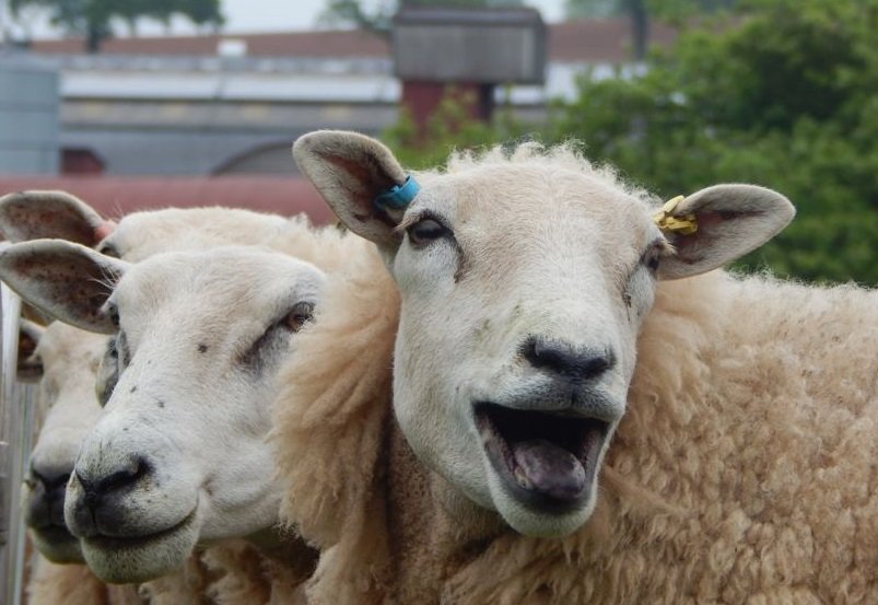 The Sheep Breed Survey, completed five times since 1971, is an important reference point for policy makers