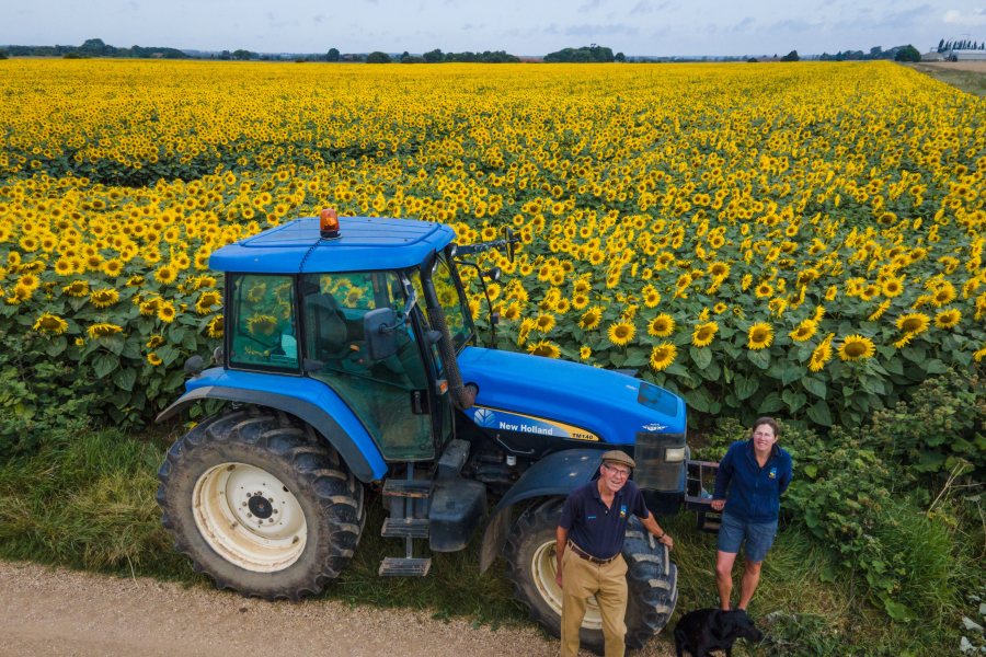 The Lincolnshire farmers grow hundreds of acres of sunflowers, using the seeds to make wild bird food