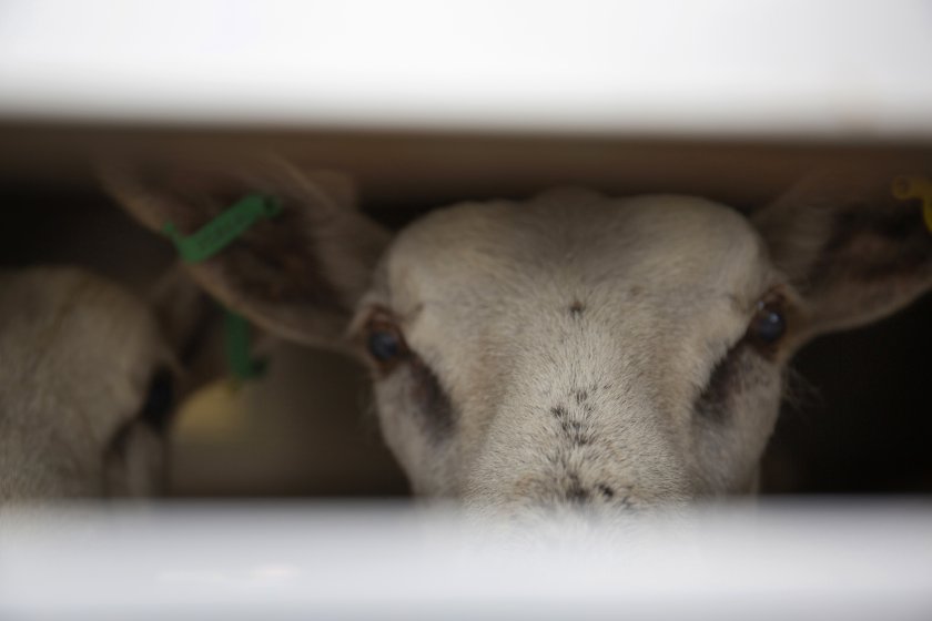 The government has confirmed a ban on the export of live animals for slaughter and fattening