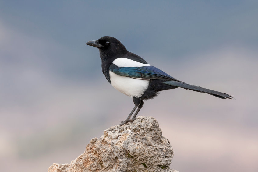 NRW consultation is considering removing magpies from Wales' general licence