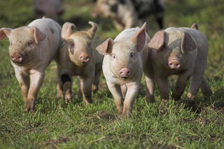 The RSPCA Assured awards are designed to recognise and reward pig, broiler, laying hen and turkey members