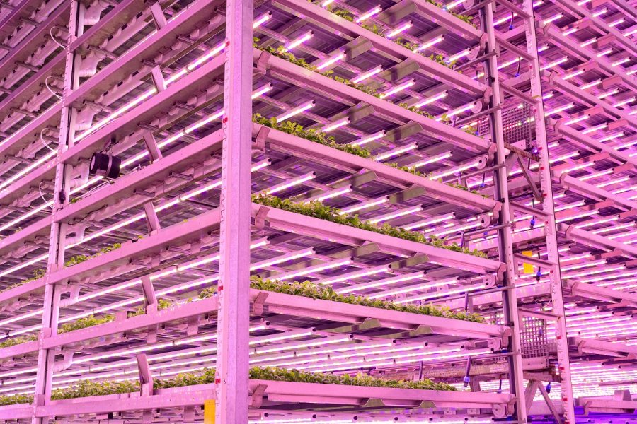 Indoor farming has seen a flurry of recent investment across the globe