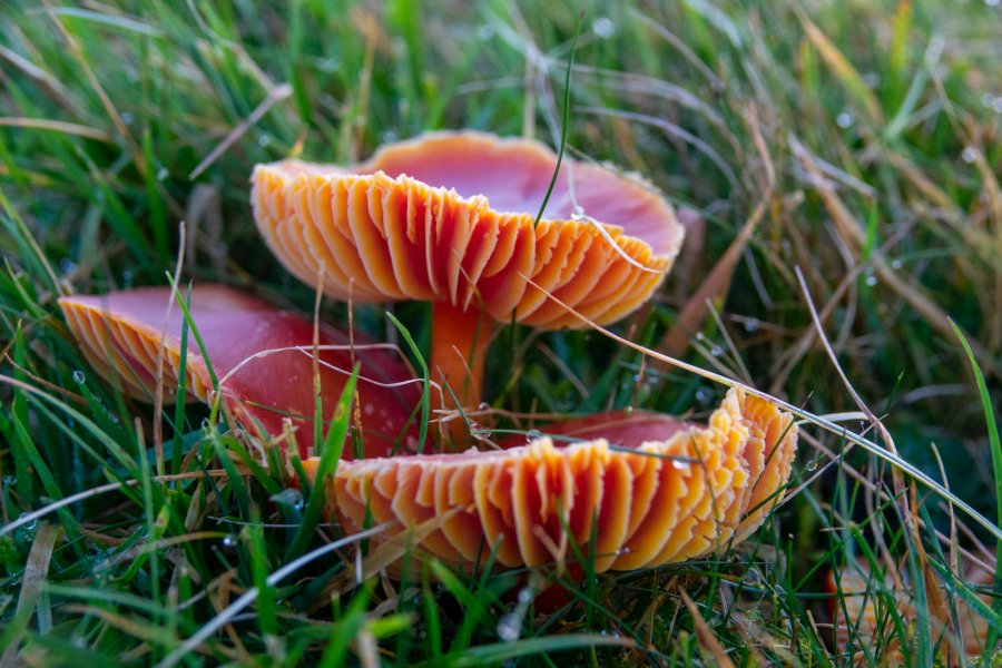 Rare fungi thrive in upland farming areas like Calderdale due in part to the high rainfall and steep valley sides