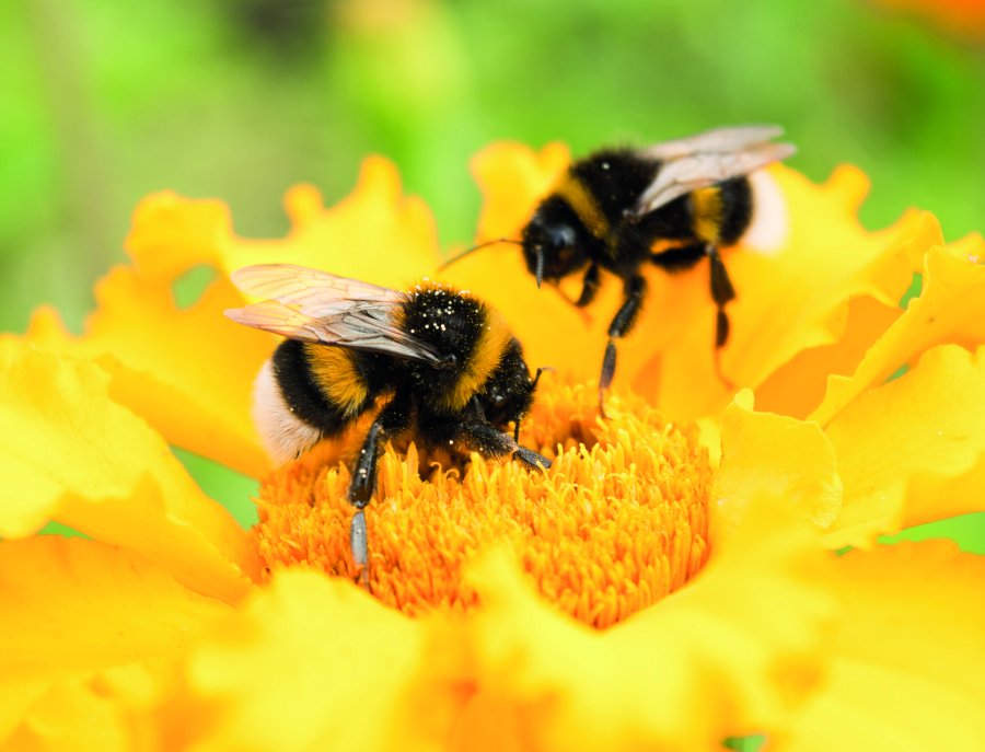 Morrisons' farmers designate an area equivalent to at least 5% of the range for bee friendly habitats