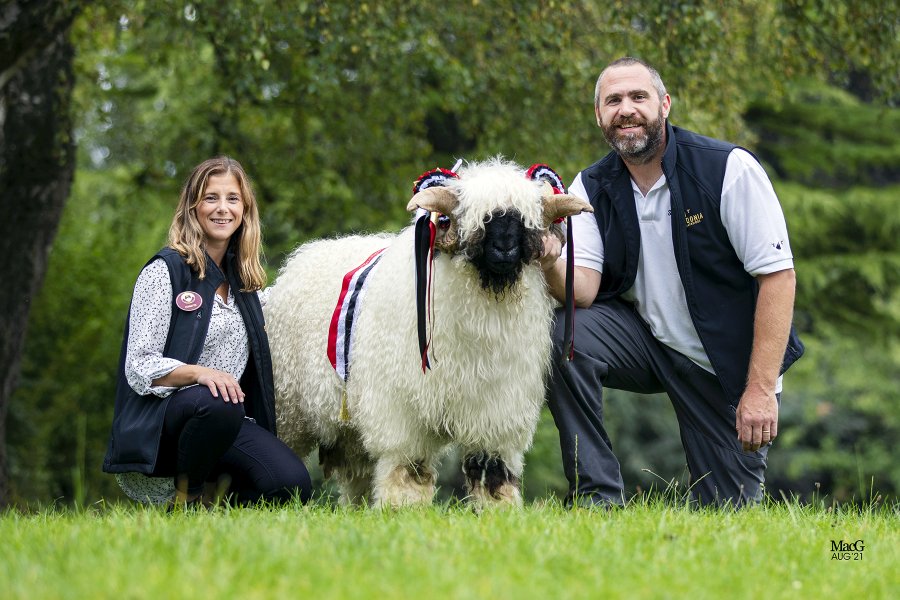 Snowdonia Goliath, Reserve Supreme Champion and sale topper