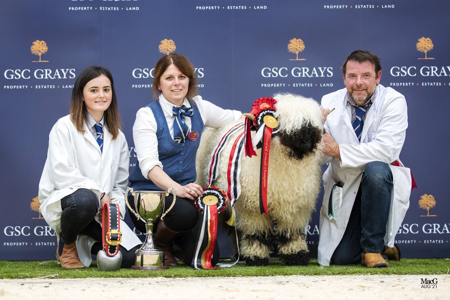 The show's Supreme Champion, Highland Harmonie