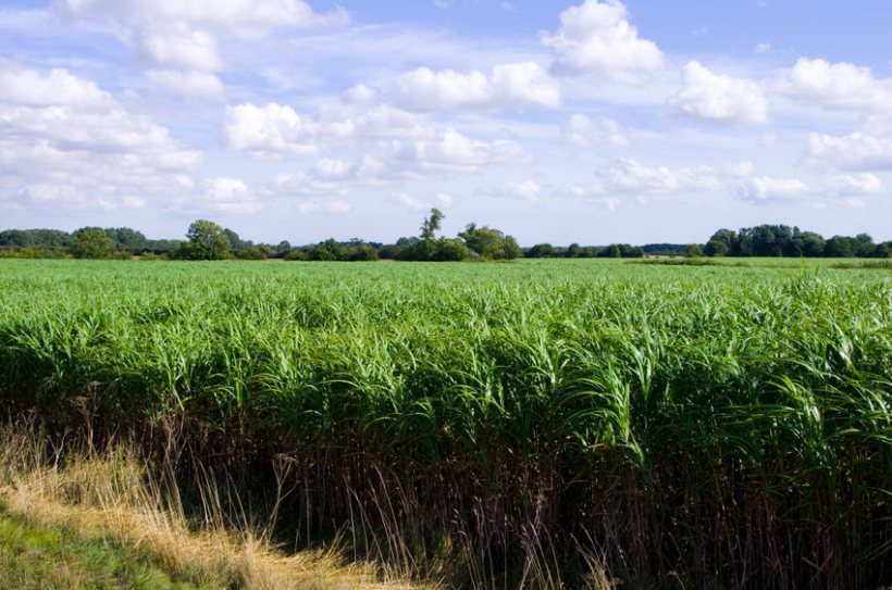 Biomass materials include non-food energy crops such as miscanthus and hemp