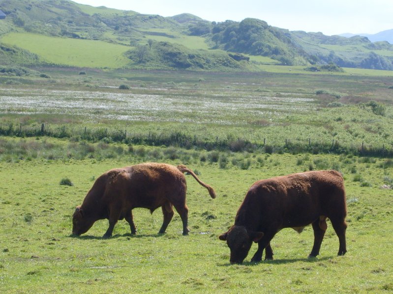 The WWF Scotland report suggest direct agricultural emissions could be reduced by around 30% by 2032