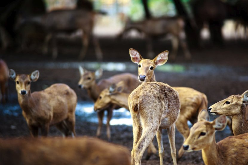 The deer cull will commence in September to protect woodland from damage