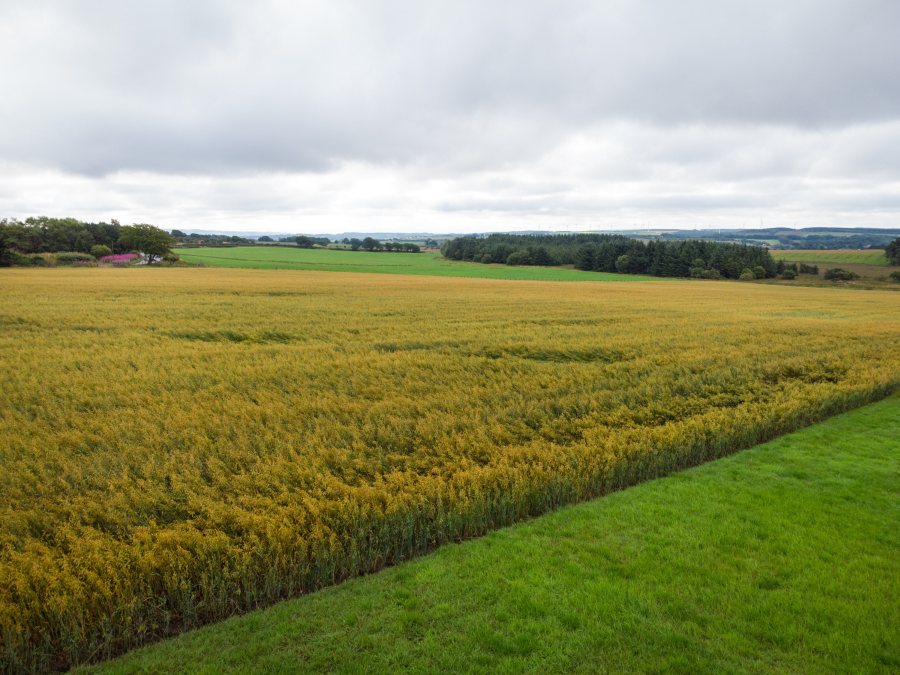 Cereals are also grown as part of the farm