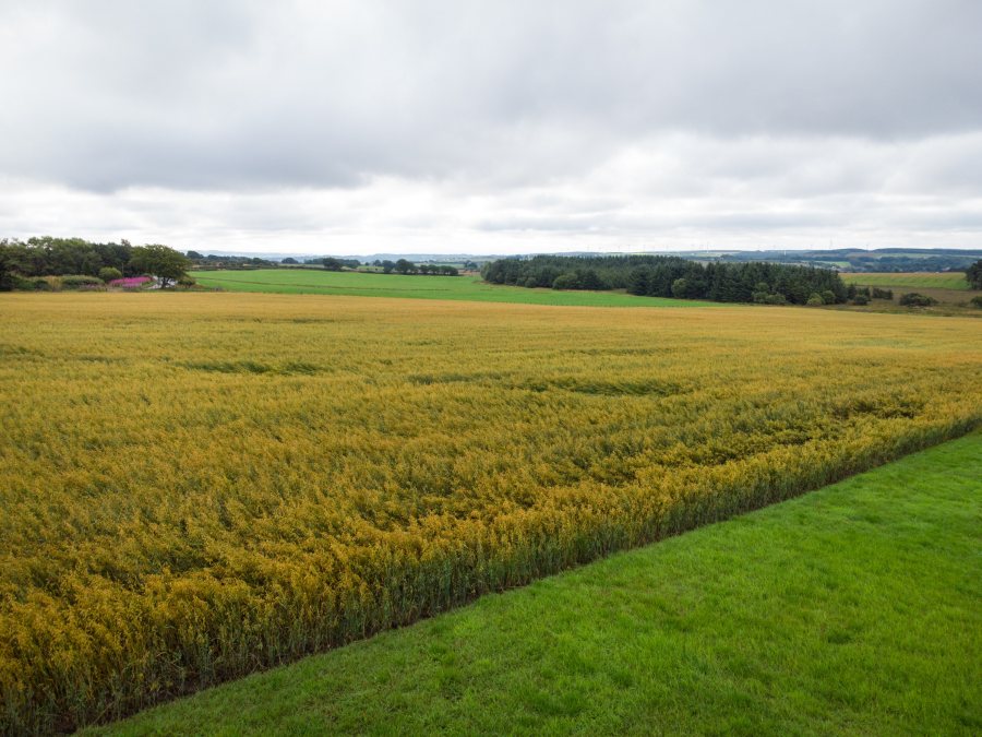Cereals are also grown as part of the farm's rotation, with grain and straw used for home consumption