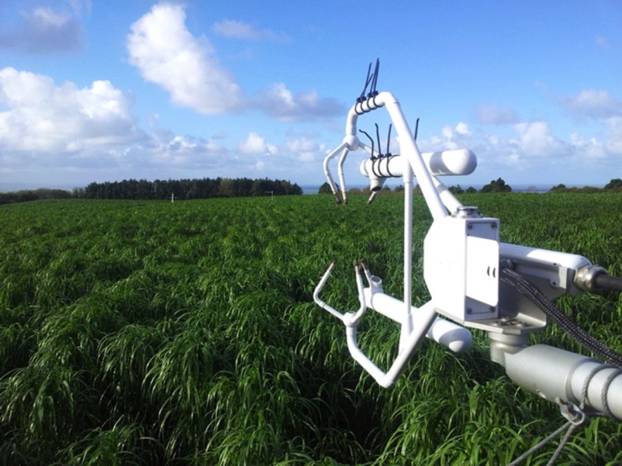 Miscanthus, a productive perennial grass that requires low inputs, is being bred by scientists as a biomass crop