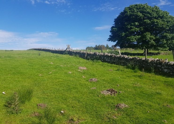 The upland sheep farm should be managed in a nature-friendly manner, the National Trust says