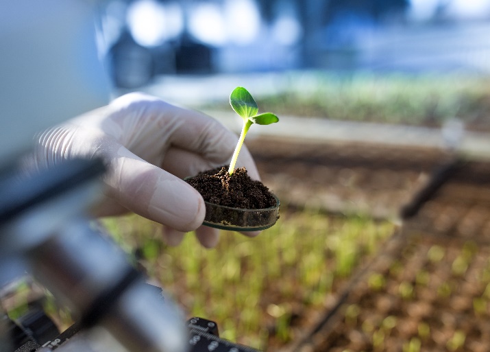 Gene editing may transform agri-food systems if it can be separated from the legislation that governs GMOs