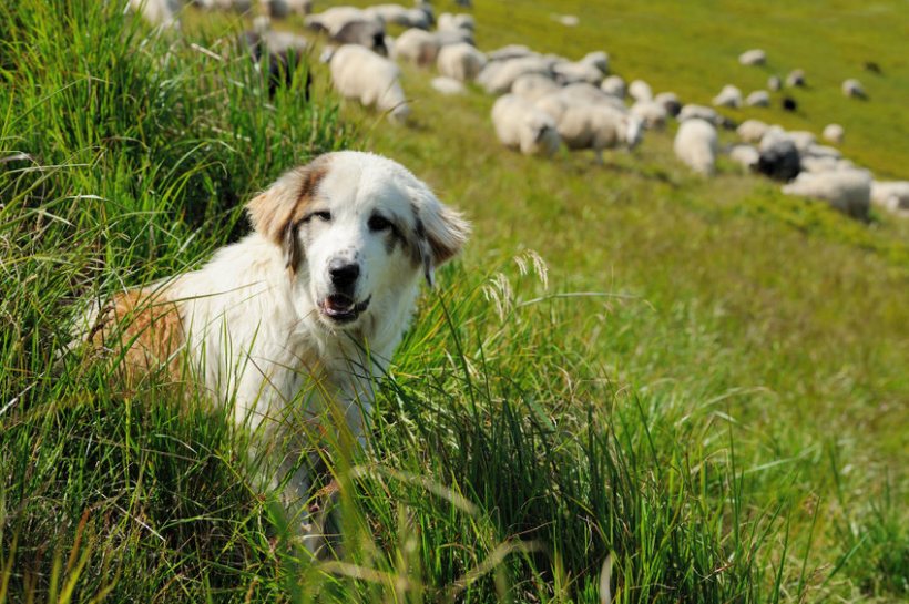 Working dog theft is an ongoing issue for the sector, which has seen a rise in the number of reported thefts