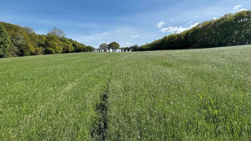 The farm consists of approximately 186 acres of mixed grazing and pasture land (Photo: Carter Jonas)