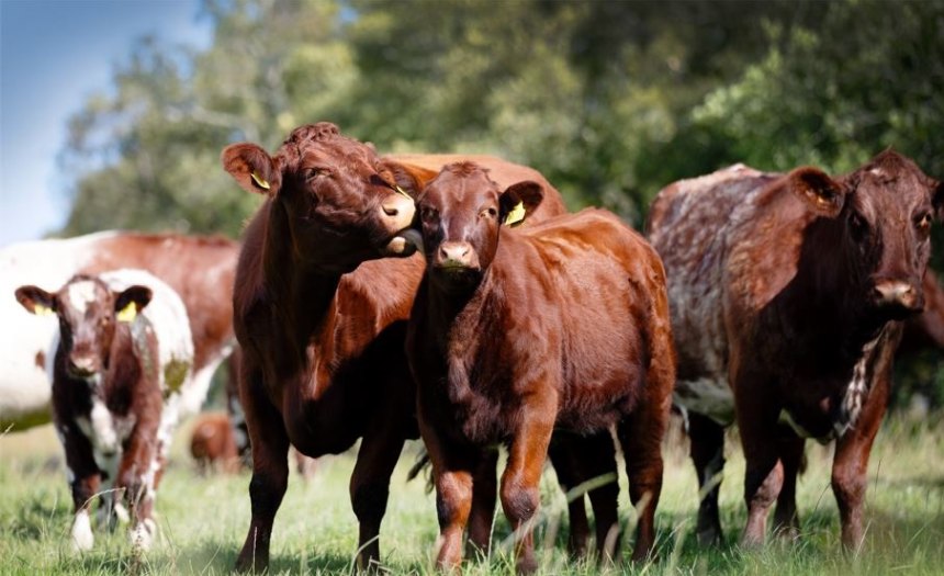 The new campaign aims to increase the use of good maternal genetics within the English suckler herd