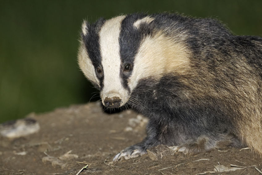 Natural England has licensed and authorised seven new badger control areas to begin operations in 2021