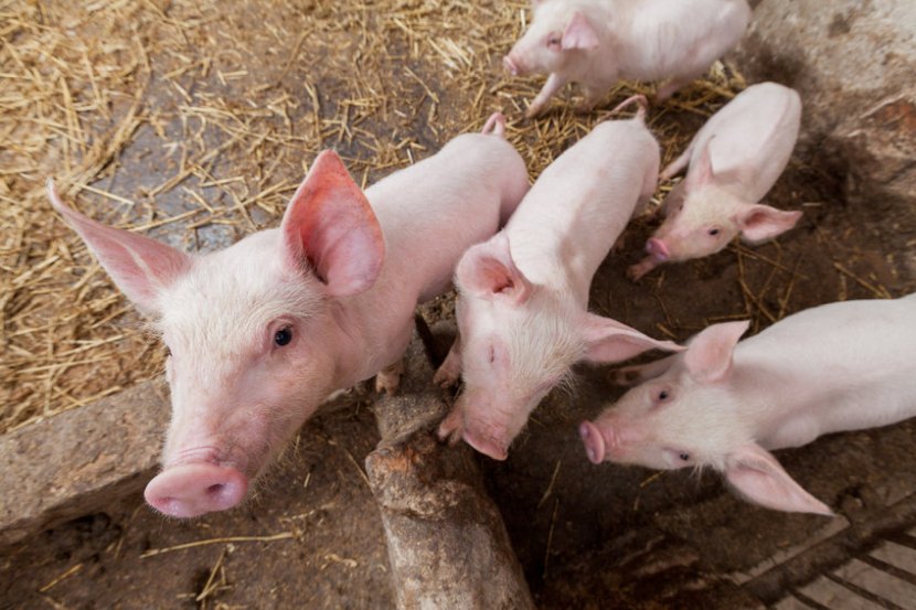 There is an estimated 85,000 extra pigs on farms, a number increasing by approximately 15,000 per week