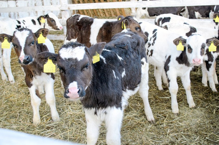 The dairy farm is shifting the calving pattern in its 90-cow herd from an all year round system to an autumn block