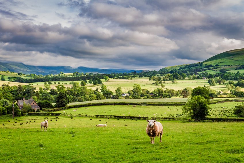 The success of the UK's new agricultural schemes depends on securing participation from farmers, the NAO says