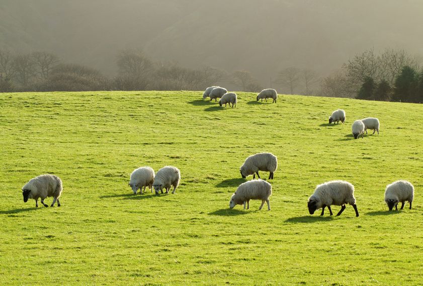 The high exposure of sheep to parasites highlights the importance of vaccinating ewes, a vet says